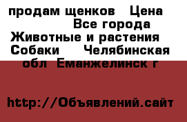 продам щенков › Цена ­ 15 000 - Все города Животные и растения » Собаки   . Челябинская обл.,Еманжелинск г.